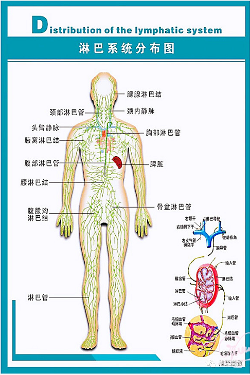 能量内裤产品.png